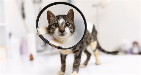 Veelvoorkomende Ziektes Bij Katten Pets Place