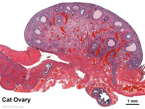 Fileovary Histology Overview Embryology