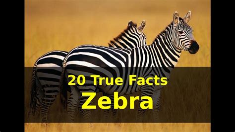 Zebra Facts For Kids Printable