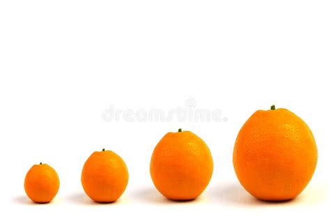 1041 Four Oranges Stock Photos Free And Royalty Free Stock Photos From