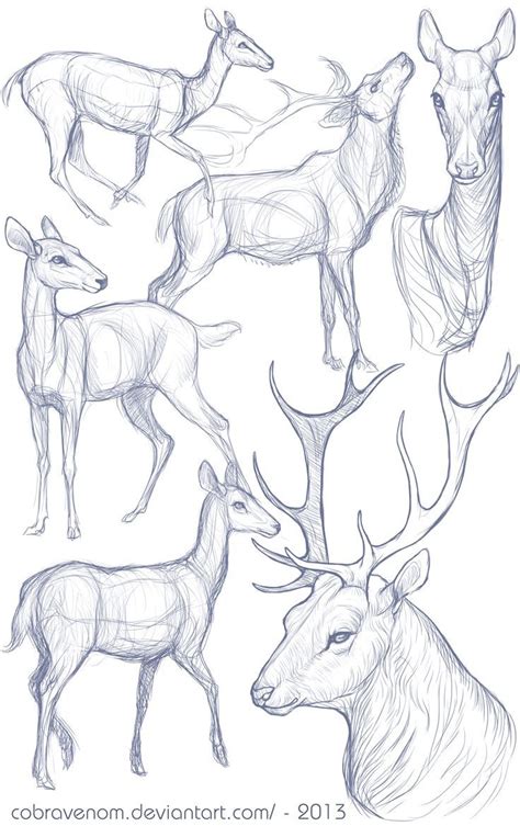 Tutos Utiles Animal Drawings Animal Sketches Deer Drawing