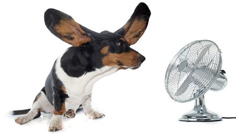 Think of this as a portable ice jacket for your pup, perfect for sunny dog walks. 7 Ways to Keep Your Dog Cool in Summer - Top Dog Tips