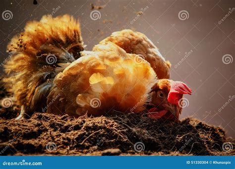 Relaxing Of Chicken Hen Lying In Dirt Soil Against Beautiful Sun