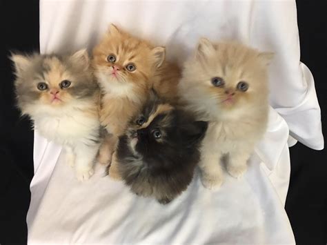 Persian cats are expensive because there is a lot of expense involved in breeding them. Persian Cats For Sale | Sandy Springs, GA #284349