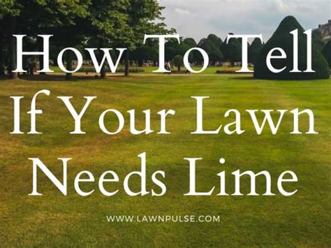 Applying Lime To Lawn A Quick Guide Lawn Pulse