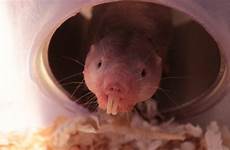 mole rat rats oxygen hardly nacktmulle sauerstoff newscientist hkt 1832 gmt mdc