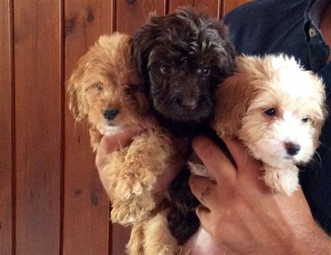 Cockapoo puppies for a good home. Cockapoo puppies for sale | Havant, Hampshire | Pets4Homes