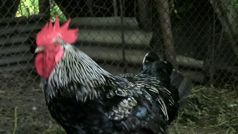 White Rooster Crow On Meadow In Bird Farm Rooster Crowing