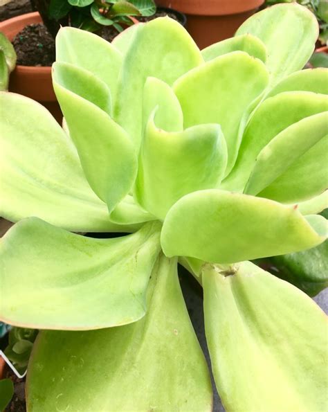 Echeveria Pallida Succulents Echeveria Plants