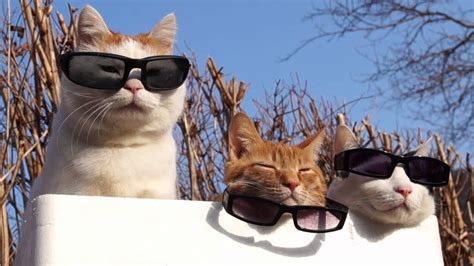 Cats With Sunglasses Doing Nothing Dravens Tales From The Crypt