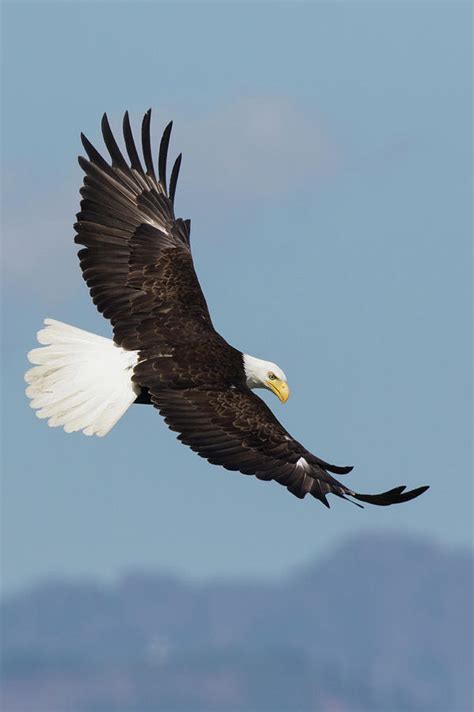 Bald Eagle Flying Above Body Of Water During Daytime