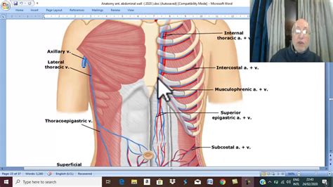 Anatomy Git Module In English Arteries Of Anterior Abdominal My Xxx