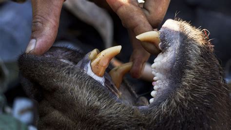 Florida Bear Hunt Season Begins