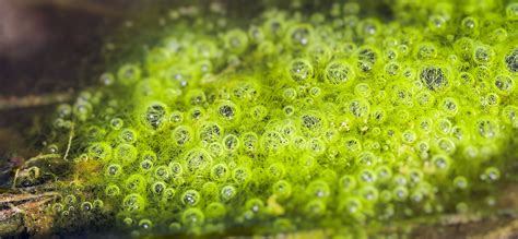 How To Harness The Power Of Algae Engineer Live