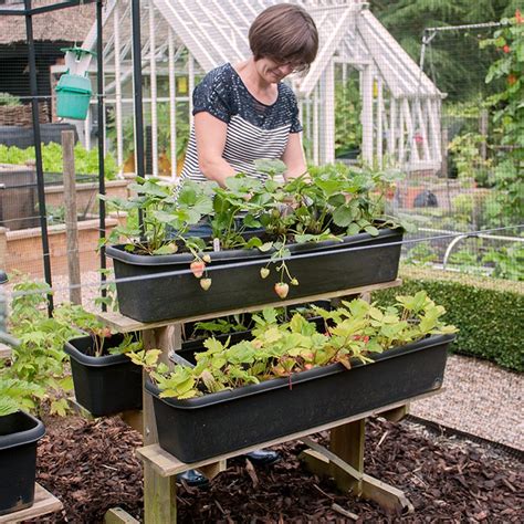 Strawberry Raised Growing Table Garden Planters At Harrod Horticultural
