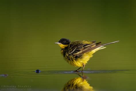 Yellow Wagtail Motacilla Flava Birds Photographer Nikolay Staykov