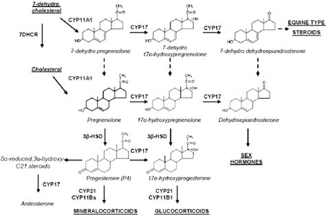 human steroid biosynthesis pathway download scientific diagram