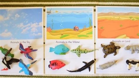 Land Water And Air Animals Northwest Montessori Preschool