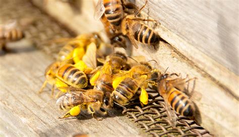 6 fascinating ways honeybees communicate hobby farms