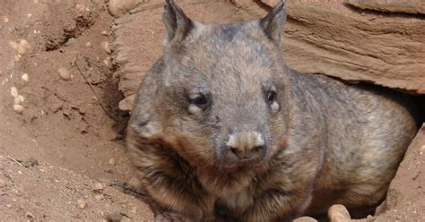 Help Protect Australias Endangered Native Animals