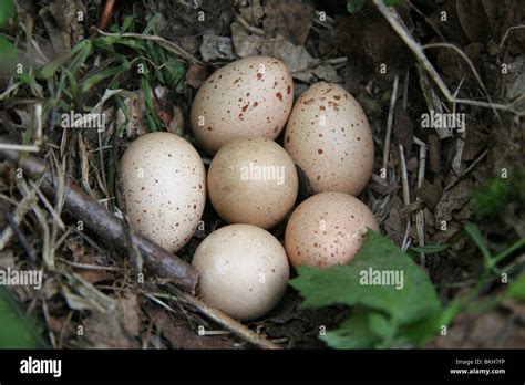 Nest With Six Eggs Of Hazel Grouse Bonasa Bonasia Stock Photo Alamy