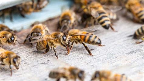 Bee Control Honey Bee Removal Expert 24h Pest Pros