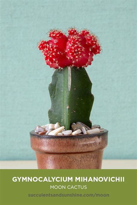 They allow us to add little bits of functionality to our projects without i decided to make a gem that contained functions for rolling different combinations of dice in the the gemspec also excepts a large variety of attributes. "Moon Cactus" is a mutant with a combination of two cacti ...