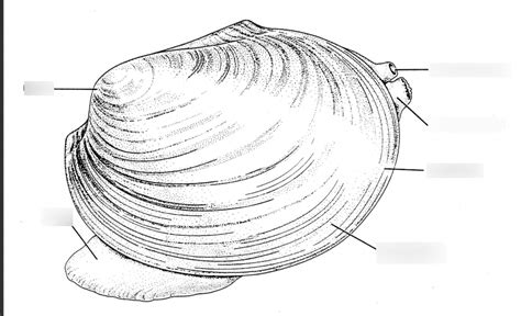 Mussel External Anatomy Diagram Quizlet