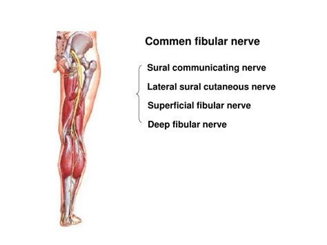 Ppt Formation Of Spinal Nerve Powerpoint Presentation Free Download
