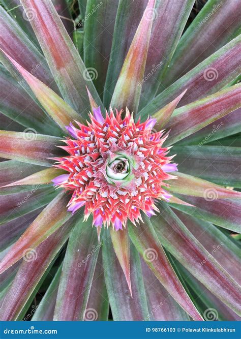 Pineapple Baby Stock Image Image Of Field Leaf Plant 98766103