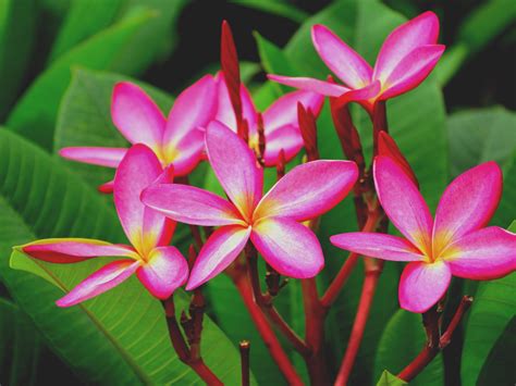 Plumeria Beautiful Flowers Red And Yellow Petals Hd Wallpapers For