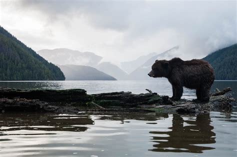Great Bear Rainforest In Photos Pacific Wild