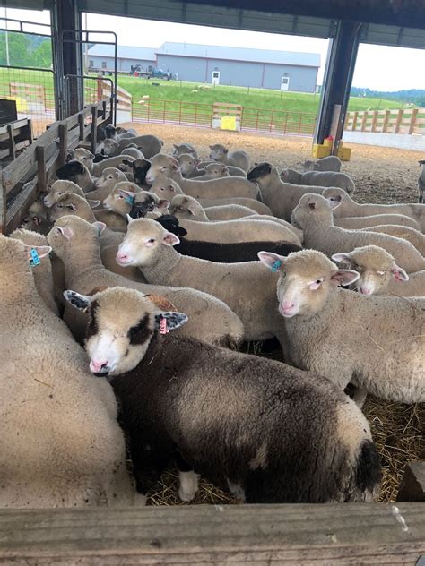 feeding long fed lambs the effect of energy source and level and sex on growth performance