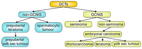 Seminoma Testis Histology Diagram Seminoma Testis Histopathology Youtube Gross Appearance