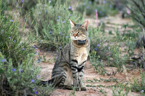 African Wild Cats Animals Interesting Facts And Latest
