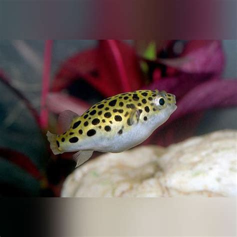 Green Spotted Puffer —