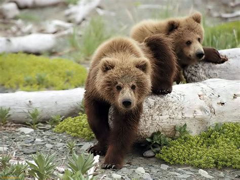 Bears are notoriously hard to kill, even with guns; Bear | The Biggest Animals Kingdom