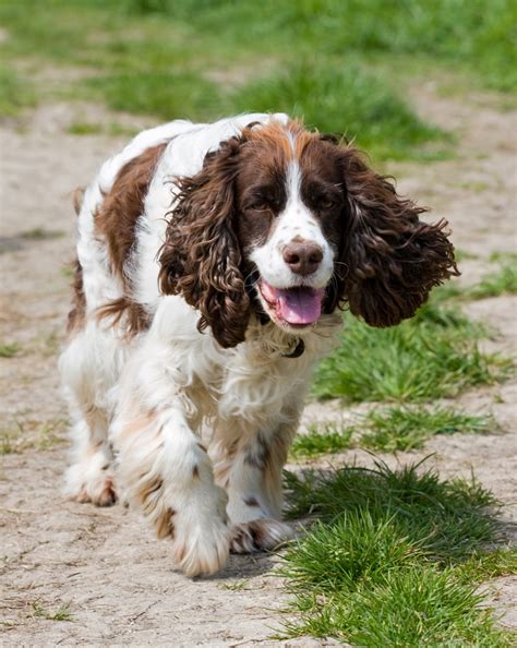 Check spelling or type a new query. Free Images : walking, animal, canine, photo, pet, close ...