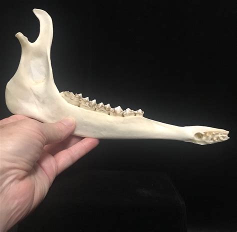 Genuine Deer Jawbones Available For Purchase At Natur