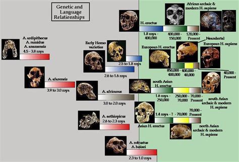 A Chart Showing The Different Types Of Human Skulls And Their Age From