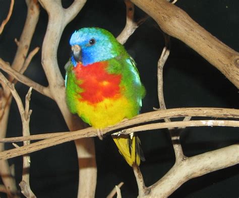 Scarlet Chested Parakeet Facts Pet Care Mutations Pictures