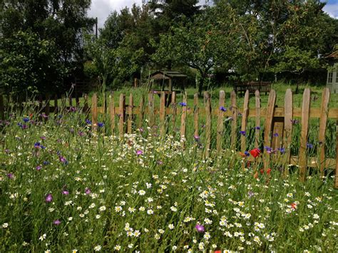Wildflower Meadow Uk Nature Projects