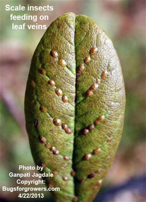 Whether flat against leaves or fruit, or lumpy bumps on branches or stems, this widespread while its primary target is citrus trees, it also feeds on olives and other fruit, and can. Bugs for Growers: Five armored scales controlled with ...