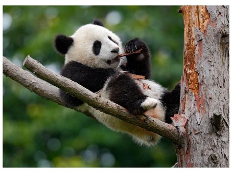 Pohlednice Panda Velká Pohledycz