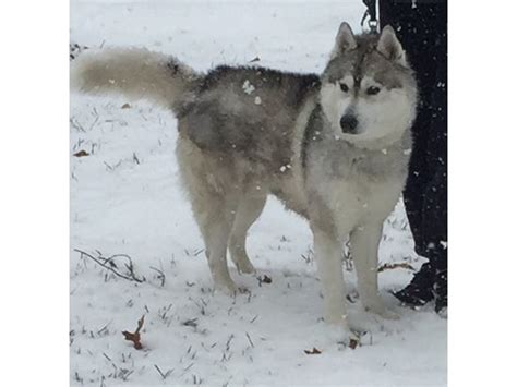 When it comes to training: Uconn, a lost dog, is missing in Woodbridge, CT 06525.
