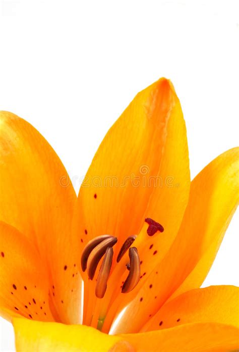 Lily Stock Image Image Of Seasonal Bouquet Background 757421