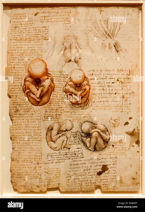 Bebe Fetal Fotos E Imágenes De Stock Alamy