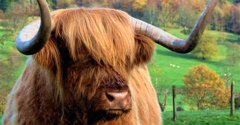 This Is Hamish The Hairy Coo I Met Him In Trossachs In Scotland