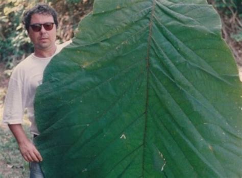 New Species Of Tree With Human Sized Leaves Discovered In Brazil Amazon