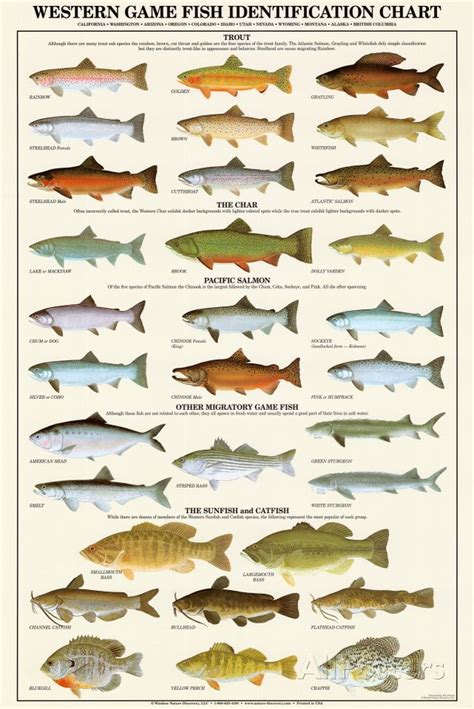 Western Gamefish Identification Chart Art Print At Fly